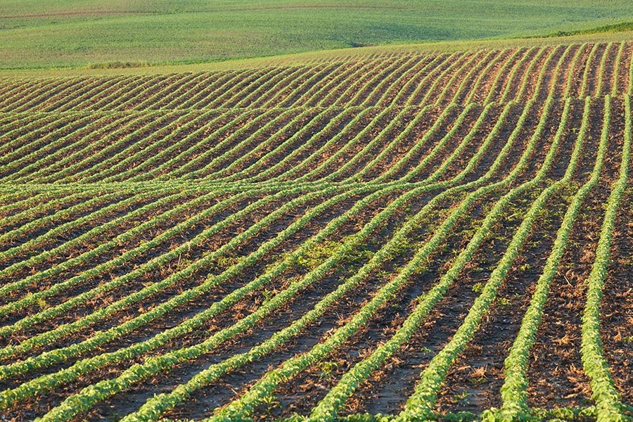 Beneficios de la salsa de soja